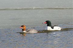 Common Merganser